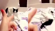 Gato finge morir cuando su dueña 'le dispara’ y su actuación se vuelve viral en redes [VIDEO]