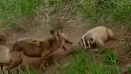 YouTube: La brutal pelea entre zorra y tejón por quedarse con una guarida [VIDEO]