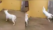 Facebook: perros pitbull sorprenden a miles al realizar pasos de break dance [VIDEO]