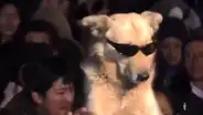 Facebook viral: peruano fue captado bailando con su perro en concierto del ‘Lobo y la Sociedad Privada’ [VIDEO] 