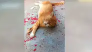 Creyó que gato estaba herido, se acerca para auxiliarlo y revela toda la verdad [FOTOS]
