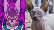 Dragon Ball Super: así reaccionó un 'gato egipcio' cuando tuvo encuentro con "Bills", el Dios de la Destrucción [FOTOS]