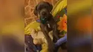 Cachorro quiere subirse a la cama de su dueña y hace curioso ‘berrinche’