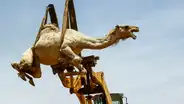 Camellos viven infierno durante traslado en grúas, antes de ser vendidos [FOTOS]
