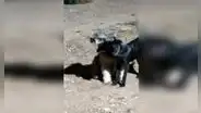 Perro oye a banda de músicos y llama a su ‘pareja’ para ver juntos el espectáculo en la vía pública [VIDEO]