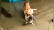 Perrita causa ternura al salvar la vida su cría de una devastadora inundación [VIDEO]