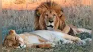 Leo y Muñeca: leones que fueron rescatados de circo peruano y estuvieron juntos hasta la muerte