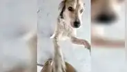 Perro tiene emotivo reencuentro con su dueño tras haberse perdido por varios meses [VIDEO]