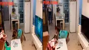 Perro avisa a una niña que su papá regresó a casa para que apague la TV y haga su tarea [VIDEO]