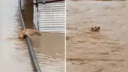 Valiente perro nada para ponerse a salvo de la fuerte corriente de un río