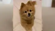 Joven intenta cortar el pelo de su perro durante la cuarentena, pero lo deja irreconocible [FOTOS]