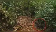 ¿Cuál es la situación del yaguarundí, un felino escurridizo rara vez visto en el Perú?