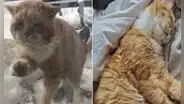 Gato toca la puerta de una casa y ‘pide’ que lo rescaten de la calle