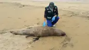 Lambayeque: 7 lobos marinos murieron en las últimas semanas en playa de Puerto Eten
