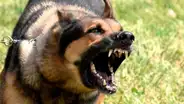 Áncash: más de 150 personas fueron mordidas por perros en Nuevo Chimbote