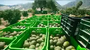 Arequipa: exportación de productos de primera necesidad incrementó en 25%