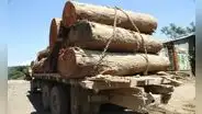 Perú busca reducir en 15% la tala ilegal de bosques al 2025