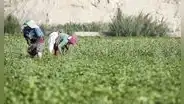 Demanda agrícola se contraería en 10% por impacto de cuarentena