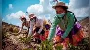 Proponen la entrega de un bono a familias agricultoras afectadas por las heladas