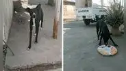 Preparan cena navideña para dárselo a perritos callejeros que necesitan ayuda