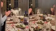 Cachorro se ‘emociona’ al recibir aplausos inesperados de su familia