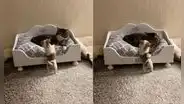 Cachorro ‘obliga’ a un gato a que salga de su cama para jugar