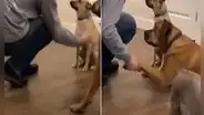 Perro ve que su ‘amigo’ no sabe dar la pata y ‘presume’ que él si aprendió