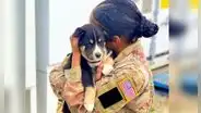 Mujer soldado consuela a perrita que sufría por el robo de sus cachorros 