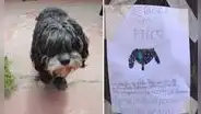 Niña hace afiches a mano para hallar a su perro que huyó de la pirotecnia