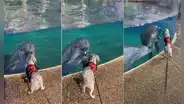 Cachorro visita un acuario y se divierte jugando con un delfín 