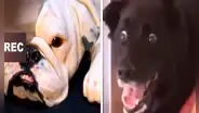 Conmovedora reacción de un perro al ver cortar un pastel con forma de can 