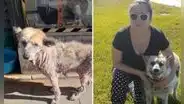 Perrita rescatada tiene radical cambio luego de tres meses de recuperación