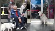 Perro se reencuentra con dueño tras esperarlo seis días en el hospital 