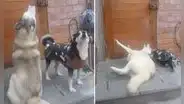 Perros protagonizan ‘dramática’ escena al ver que su dueño se fue de casa