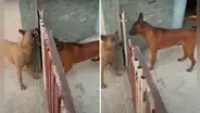 Perros tienen extraño comportamiento al notar que abren una reja 