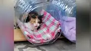 Joven recicla bidones de agua para construir casas a gatitos callejeros