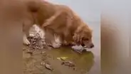 Perro regresa un pez al agua y le salva la vida