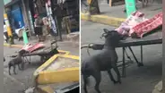 Perro callejero aprovecha la distracción de carnicero para ‘robarle’ 