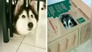 Perrita es criada junto a gatos y actúa como estos al copiar su conducta