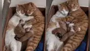 Gato abraza a la mamá de sus crías mientras esta los alimenta