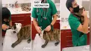 Veterinario muestra su método para vacunar a un perro sin causarle molestia