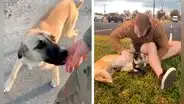 Militar conoce a un perro abandonado y meses después lo busca para adoptarlo