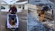 Adoptan a perrito con discapacidad y le obsequian una silla de ruedas