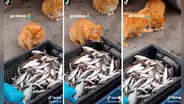 Gatito toma sigilosamente un pescado para alimentar a su compañero