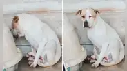 Perrita se refugiaba en un rincón tras ser abandonada por su familia