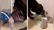 Gata da a luz a cuatro crías y recibe la ayuda de un perro para cuidarlos