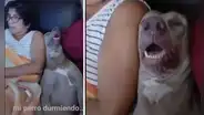 Deja a su perro con su madre y los encuentra en divertida escena