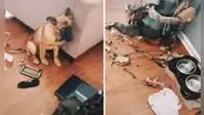 Joven vuelve a casa y descubre que su perro ocasionó un desastre en la sala