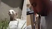 Rescata a perrita que fue abandonada y maltratada y le cambia la vida