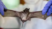 Tailandia: hallan murciélagos con un nuevo coronavirus análogo al SARS-CoV-2
